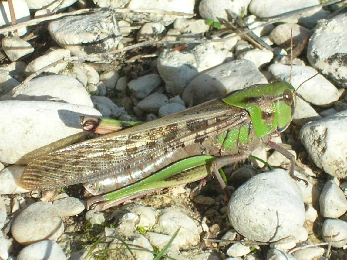 Locusta migratoria